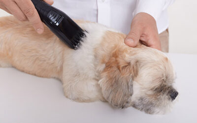 Heat stress in the grooming saloon